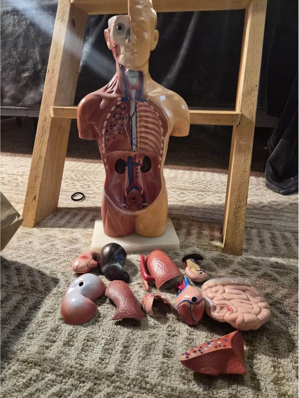 Human Anatomical Models Torso With Some Accesories